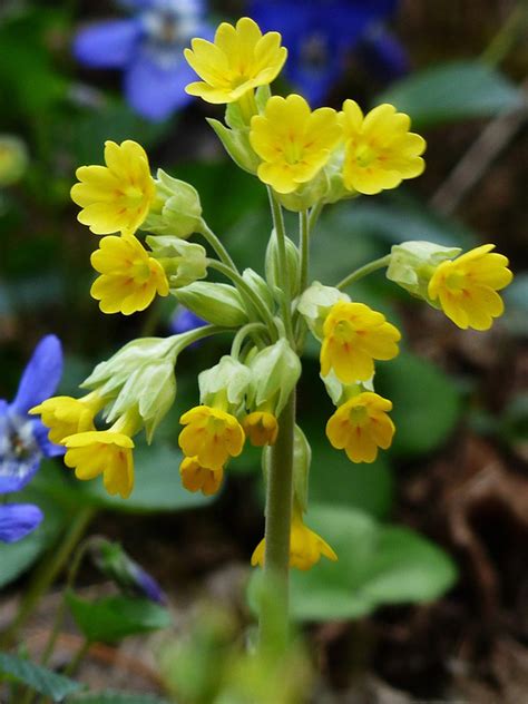 Primula Veris Yellow Cowslip Plant With Purpose