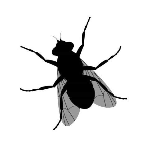 150 House Fly Silhouette Stock Illustrations Royalty Free Vector
