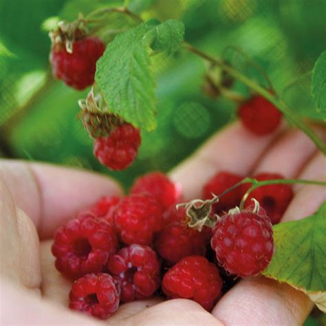 Identify Wild Raspberry