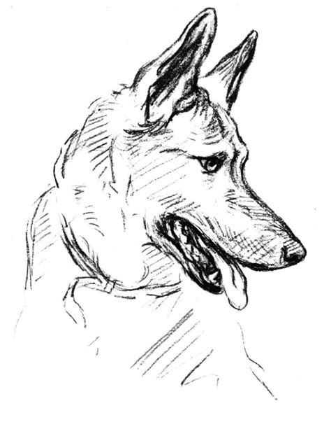 Https://techalive.net/coloring Page/adults Coloring Kids Coloring Pages Dog