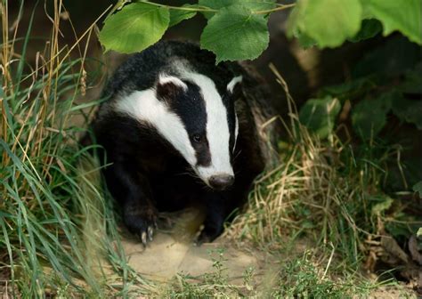 Badger Culling Update Vicky Foxcroft