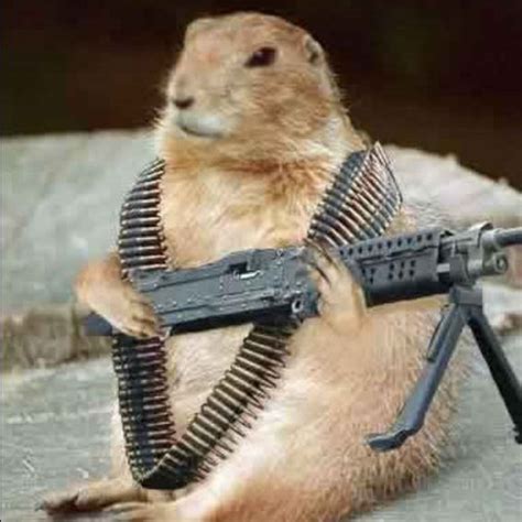 See funny animals stock video clips. Militant Funny Animal Picture