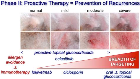 Treatment Of Canine Atopic Dermatitis Time To Revise Our Strategy