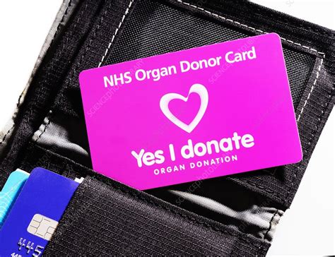 Organ Donor Card In A Wallet Stock Image C0293309 Science Photo