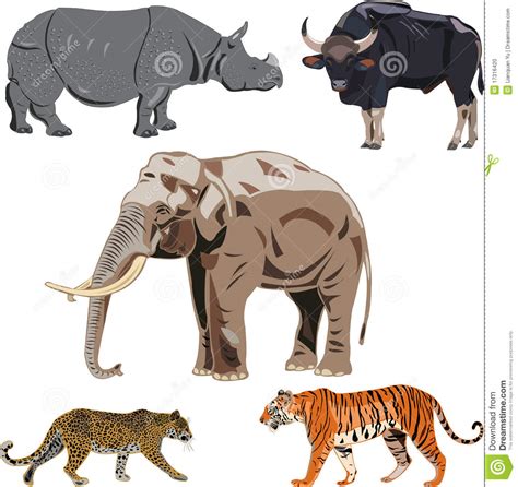 Five Big Wild Beasts In India Stock Photo Image 17316420