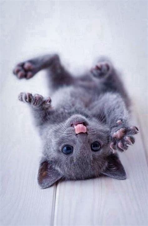 I want to be a cat in my next life 2. Identify A Russian Blue Cat - Love Cats