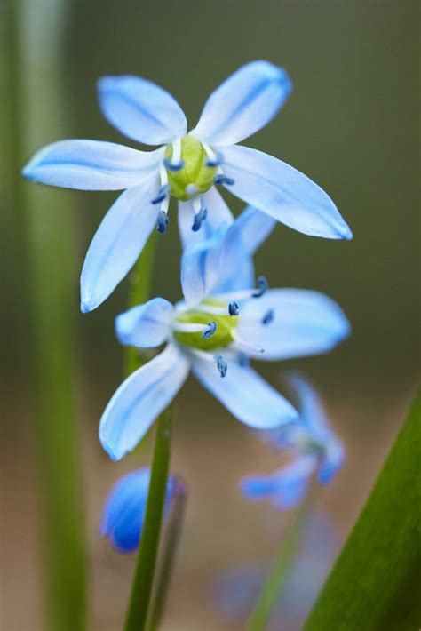 Blue Bloomers Longfellow365