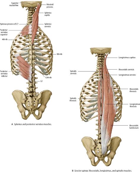 Muscles Of Back In Deep Layer Erector Spinae Muscles 11