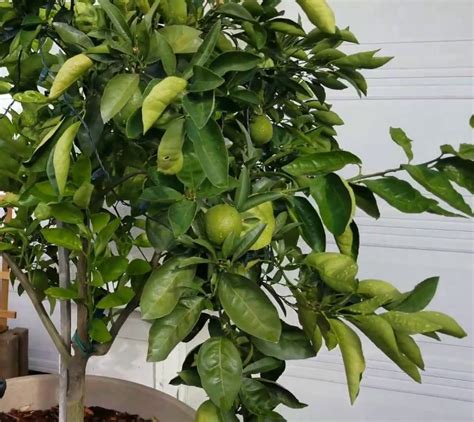 A ripe key lime feels. Mexican Key Lime Citrus aurantifolia - 8 Seeds