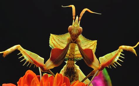 Video Praying Mantis ~ The Ultimate Predator Ento Nation