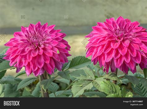 Pink Guldavari Flower Image And Photo Free Trial Bigstock