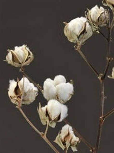 Cotton Branches Real Cotton Stalks Real Cotton Stems Cotton Etsy