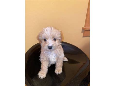 Lancaster puppies advertises puppies for sale in pa, as well as ohio, indiana, new york and other states. 2 boys and 1 girl Maltipoo puppies in Pomona, California ...