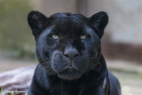 Jaguar Zoo Amneville Mandenno Photography Flickr