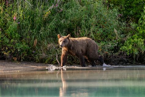 Wild Brown Bear Viewing At Lake Clark National Park In Alaska Agent