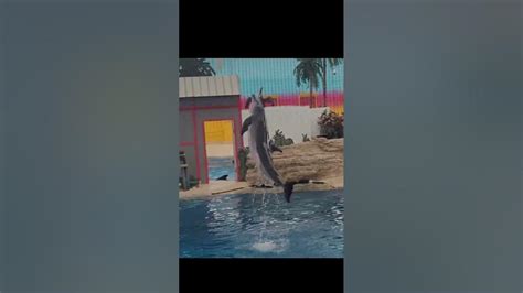 Brookfield Zoo Dolphin Performance Youtube
