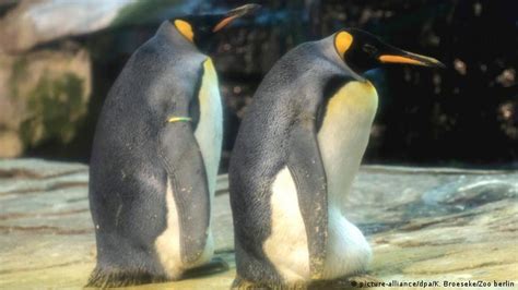 Berlin Same Sex Penguin Couple′s Egg Fails To Hatch News Dw 06