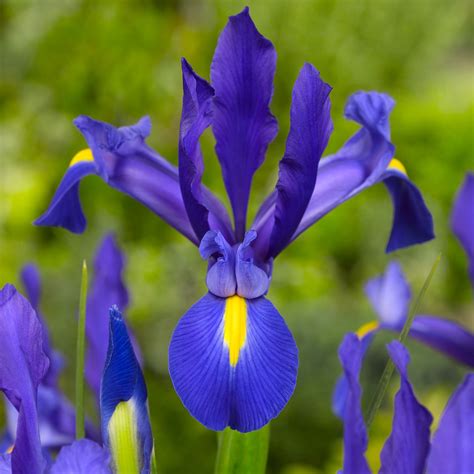 Blue Magic Dutch Iris Order Dutch Iris Bulbs Online Bulbs Direct