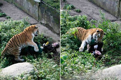 Tiger Mauls Zookeeper In Shock Pics In Kaliningrad Russia Daily Star