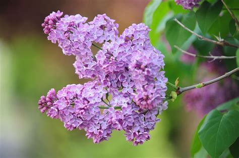 Lilac Bush Plant Care And Growing Guide