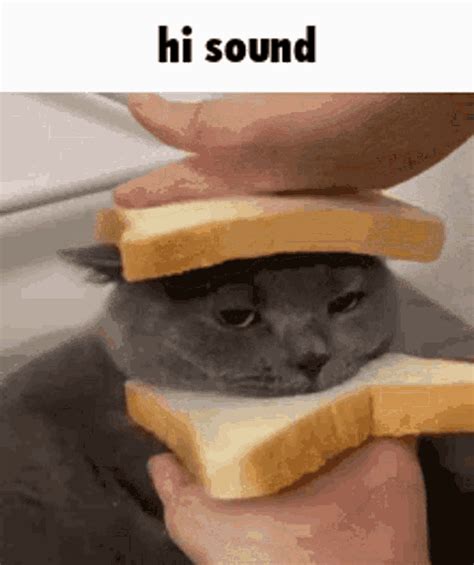 Sound Cat  Sound Cat Discover And Share S