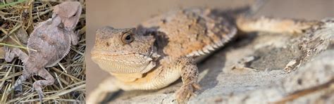 2 Types Of Horned Lizards Found In Utah Id Guide Bird Watching Hq