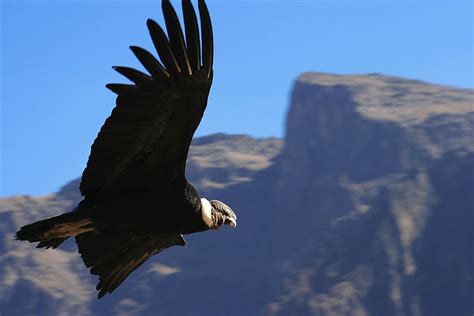 Things You Need To Know About The Andean Condor