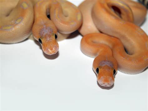 Champagne Coral Glow Morph List World Of Ball Pythons