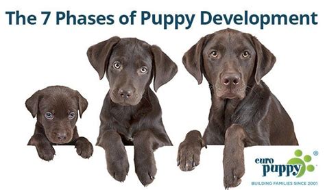 The 7 Phases Of Puppy Development Puppy Development Puppies Dog Ages
