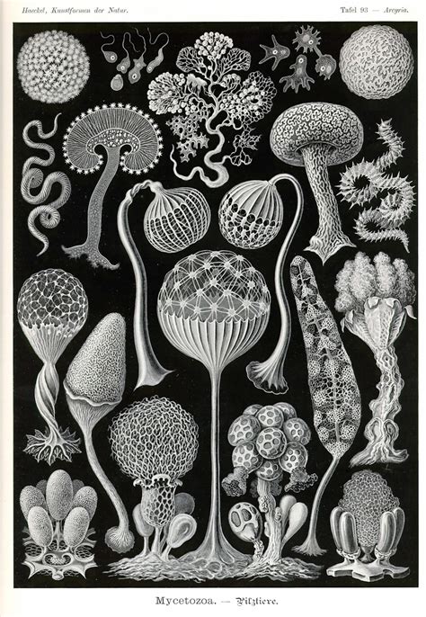 Ernst Haeckel Kunstformen Der Natur — Dop