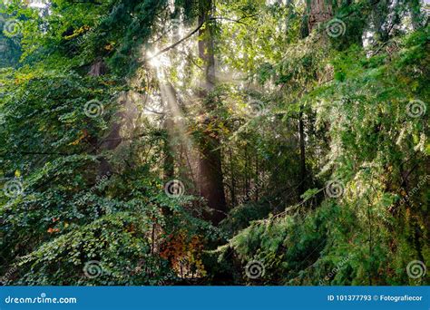 Sunburst Crepuscular Rays God Beams Light Through Trees Sunbeam Stock