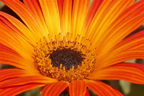 Wallpaper Flower Petals Orange Close Up Hd Widescreen High