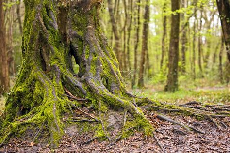 Beautiful Oak Tree Trunk Stock Image Image Of Large Trunk 4702151