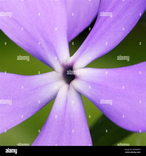 Purple Flower With Five Petals Hi Res Stock Photography And Images Alamy