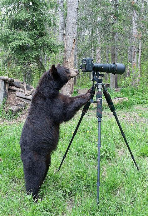 The comedy wildlife photography awards finalists have been announced. 15 Funny Bears Trying To Act Just Like Humans. The Last ...