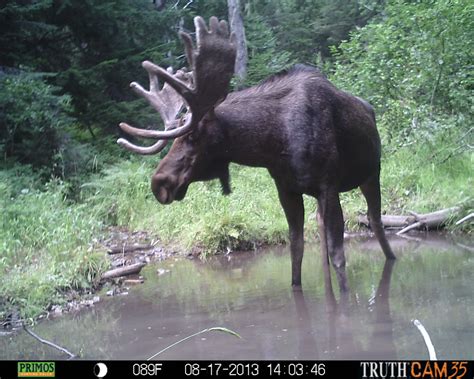 Moose Hunting Photos 2014 Montana Hunting Outfitter