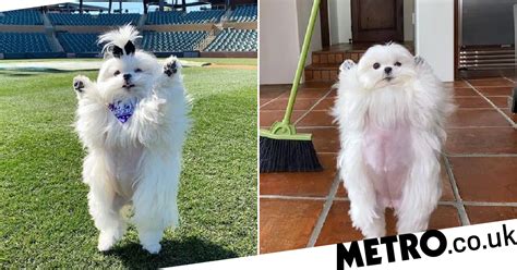 Meet Coco The Maltese Whos Standing Up For Her Right To Party Metro News