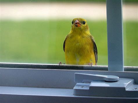 How To Save Birds From Crashing Into Your Windows