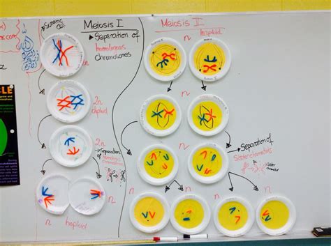 Phases Of Meiosis Activity Students Get A Plate And Showcase Each