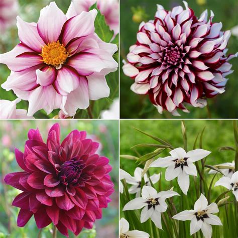 Dahlia Assorted Flirty Fleurs Dolcetto Collection 30 Tuber Clumps