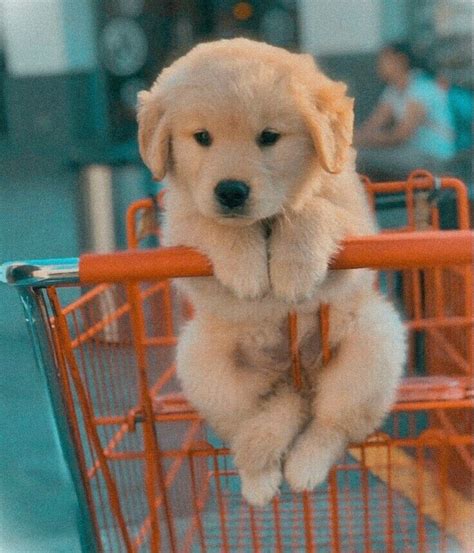 A Puppy Sitting In A Shopping Cart On The Street With Its Front Paws