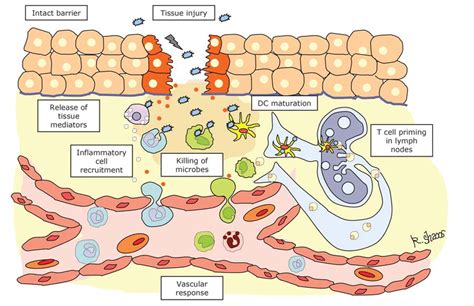 Inflammatory Process Inflammation Is Initiated By Tissue Injury