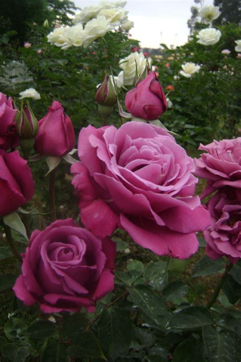 °rosa° Blue Perfum Hybrid Tea Rose Hybrid Tea Roses