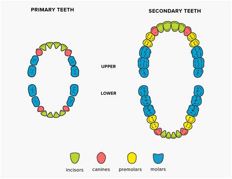 Teeth Names Shape And Function Of Four Types Of Teeth