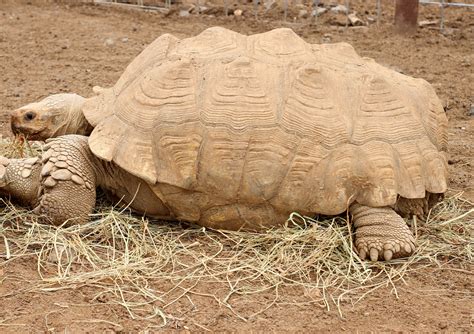 A Guide To Caring For Sulcata Tortoises As Pets