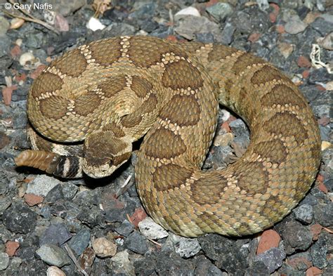Rattlesnake Sounds And Video