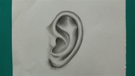 How To Draw Realistic Ear Pencil Shading Drawing Tutorial For Beginners