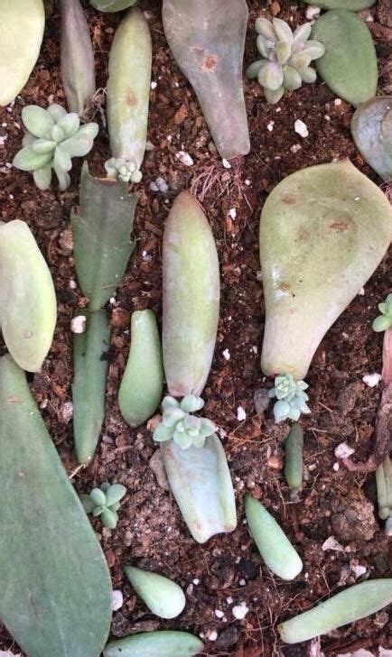 4 Easy Ways To Propagate Succulents A Step By Step Guide Succulent