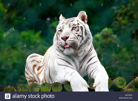 Tiger Tongue High Resolution Stock Photography And Images Alamy