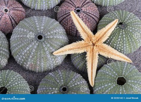 Sea Urchins And Starfish Stock Photo Image Of Breakable 3235142